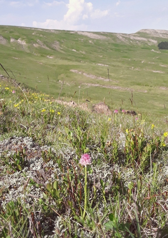 Nigritella widderi nel Parco Nazionale del Gran Sasso e dei Monti della Laga 2020.